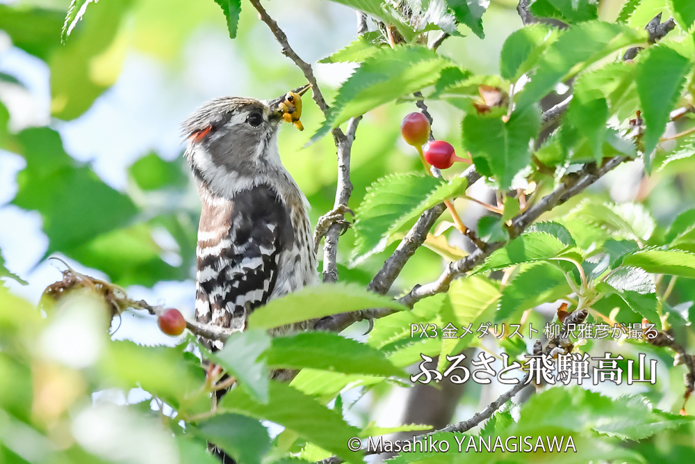 春の飛騨高山(コゲラ雄)　撮影・柳沢雅彦