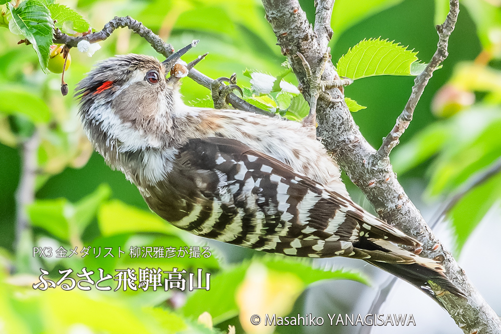 春の飛騨高山(コゲラ雄)　撮影・柳沢雅彦