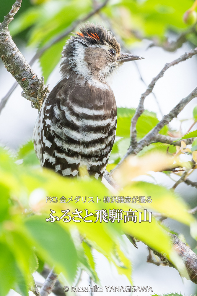 春の飛騨高山(コゲラ雄)　撮影・柳沢雅彦