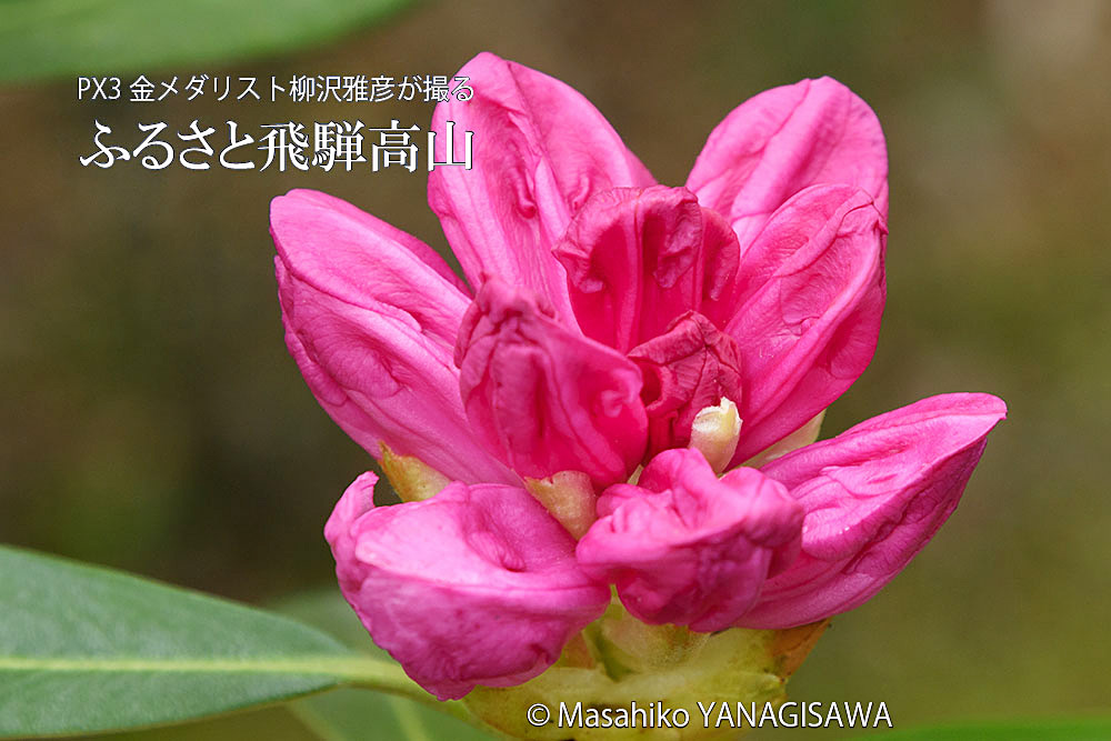 春の飛騨高山(シャクナゲ)　撮影・柳沢雅彦