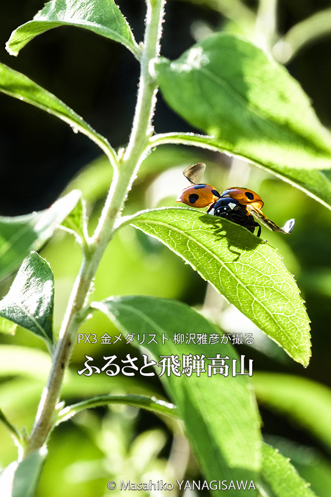 初夏の飛騨高山(テントウムシ)　撮影・柳沢雅彦