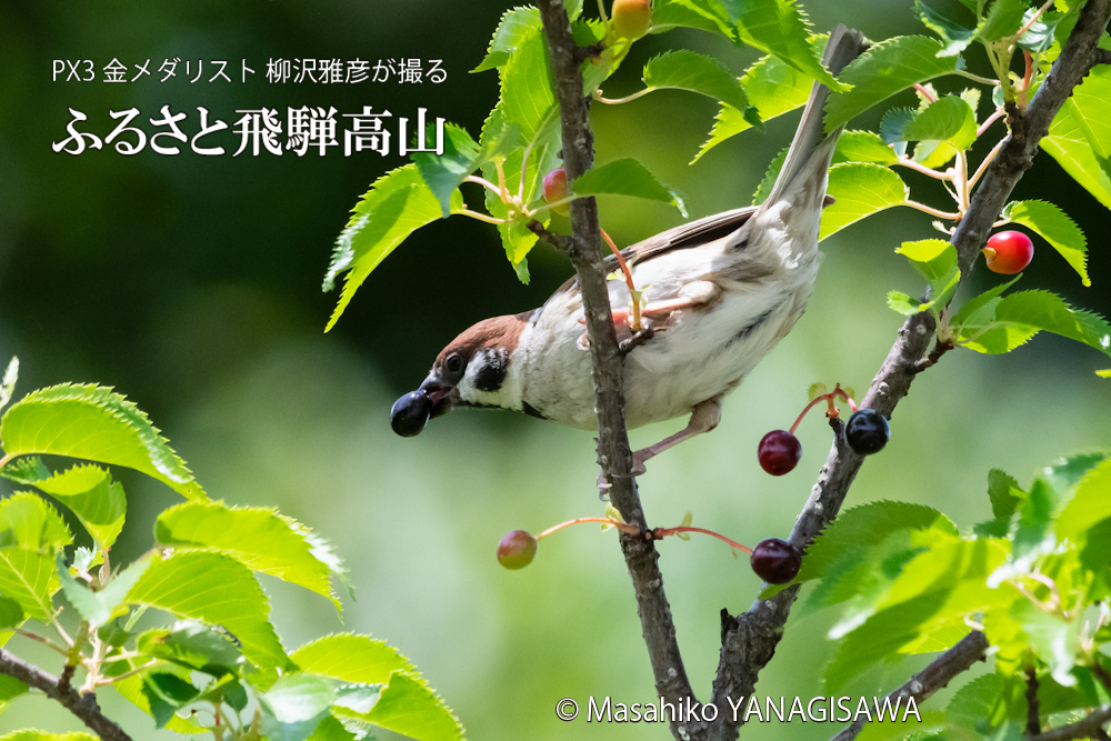 初夏の飛騨高山(スズメ)　撮影・柳沢雅彦