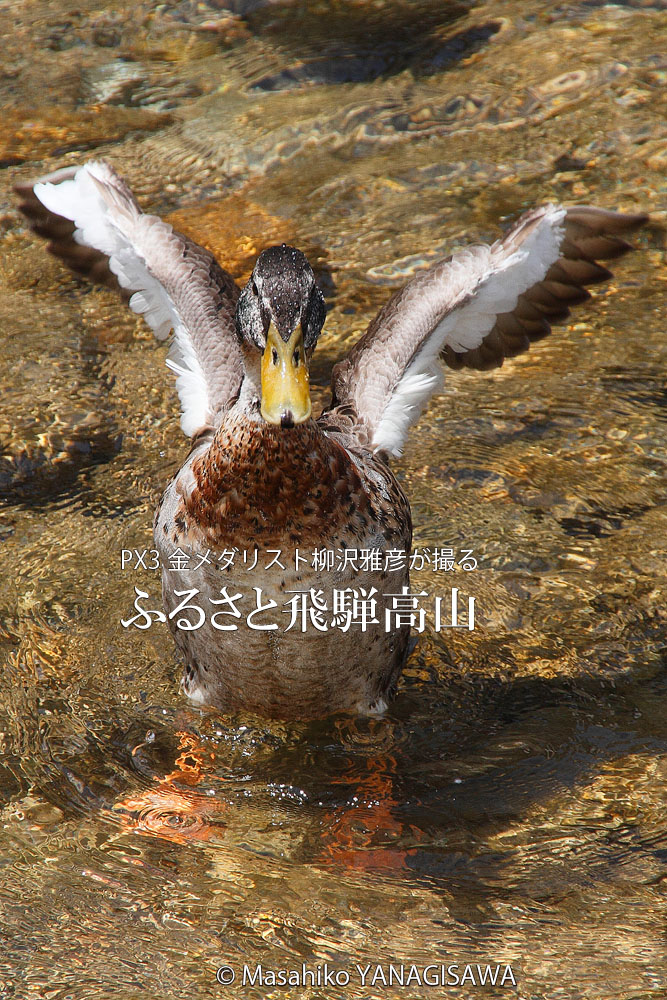 初夏の飛騨高山(アイガモ)　撮影・柳沢雅彦