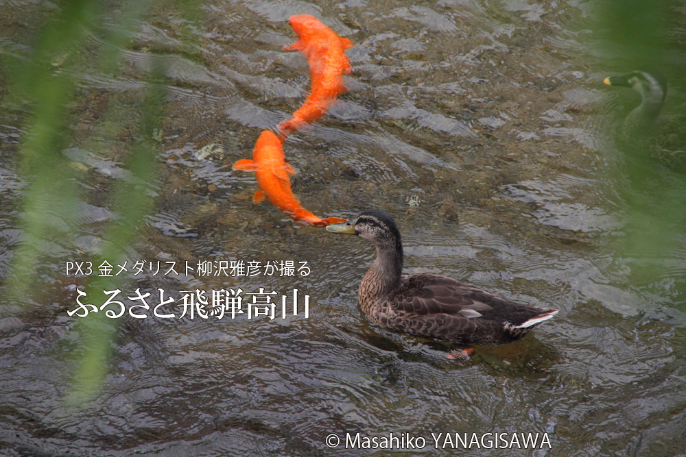 夏の飛騨高山(緋鯉と戯れるカルガモ)　撮影・柳沢雅彦