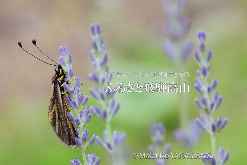 夏の飛騨高山(ラベンダー畑、キバネツノトンボ)　撮影・柳沢雅彦