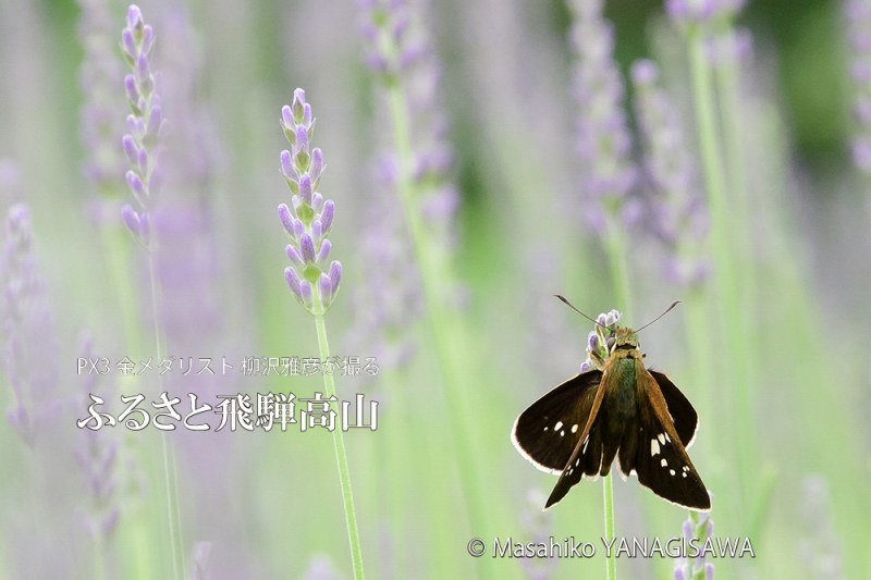 夏の飛騨高山(ラベンダー畑、セセリチョウ)　撮影・柳沢雅彦