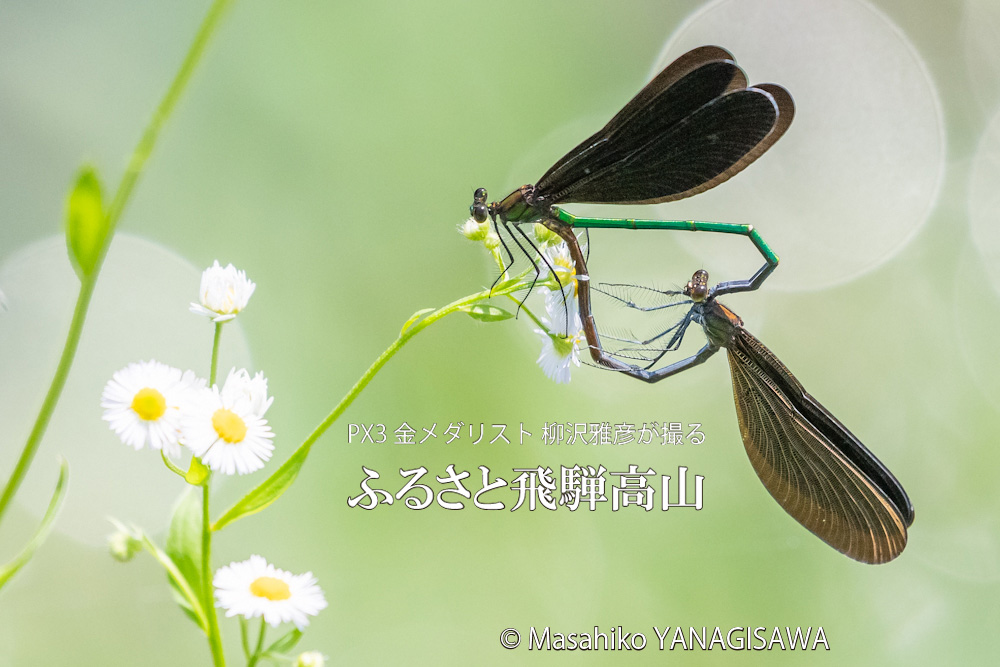 夏の飛騨高山(ハグロトンボの交尾)　撮影・柳沢雅彦