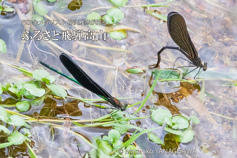 夏の飛騨高山(ハグロトンボの産卵)　撮影・柳沢雅彦