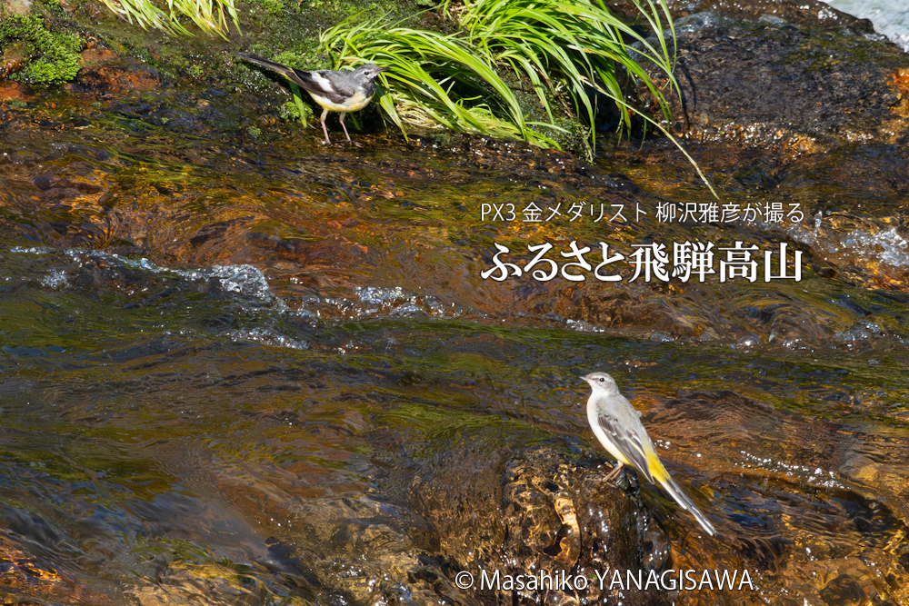 夏の飛騨高山(キセキレイ)　撮影・柳沢雅彦