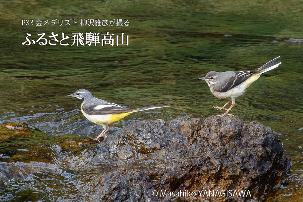 夏の飛騨高山(キセキレイ)　撮影・柳沢雅彦