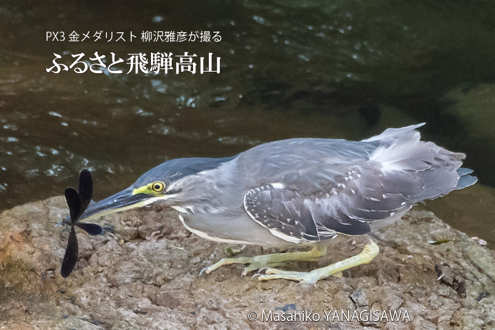 夏の飛騨高山(ハグロトンボを咥えたササゴイ)　撮影・柳沢雅彦