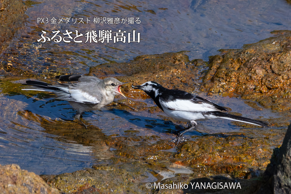 夏の飛騨高山(セグロセキレイの親子)　撮影・柳沢雅彦