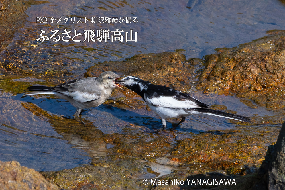 夏の飛騨高山(セグロセキレイの親子)　撮影・柳沢雅彦