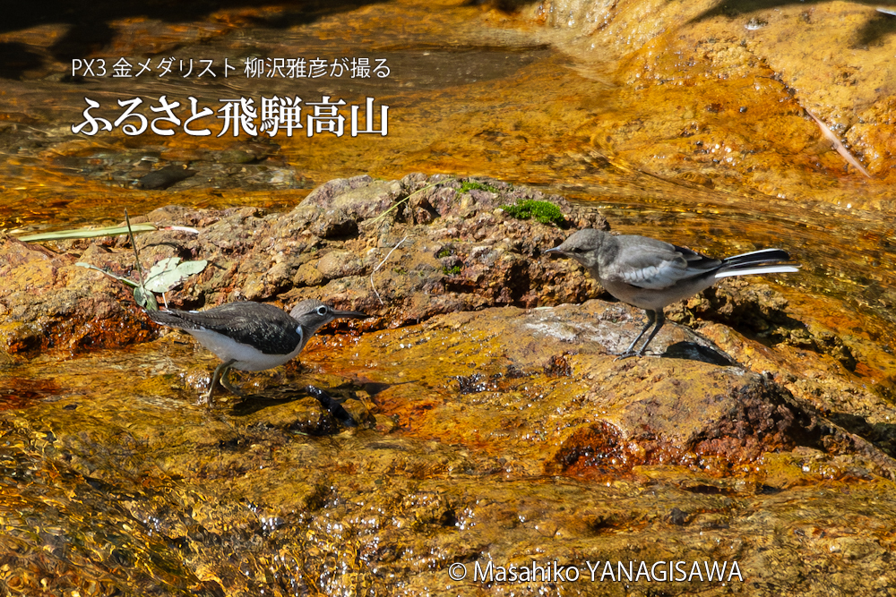 夏の飛騨高山(イソシギ×ハクセキレイ)　撮影・柳沢雅彦