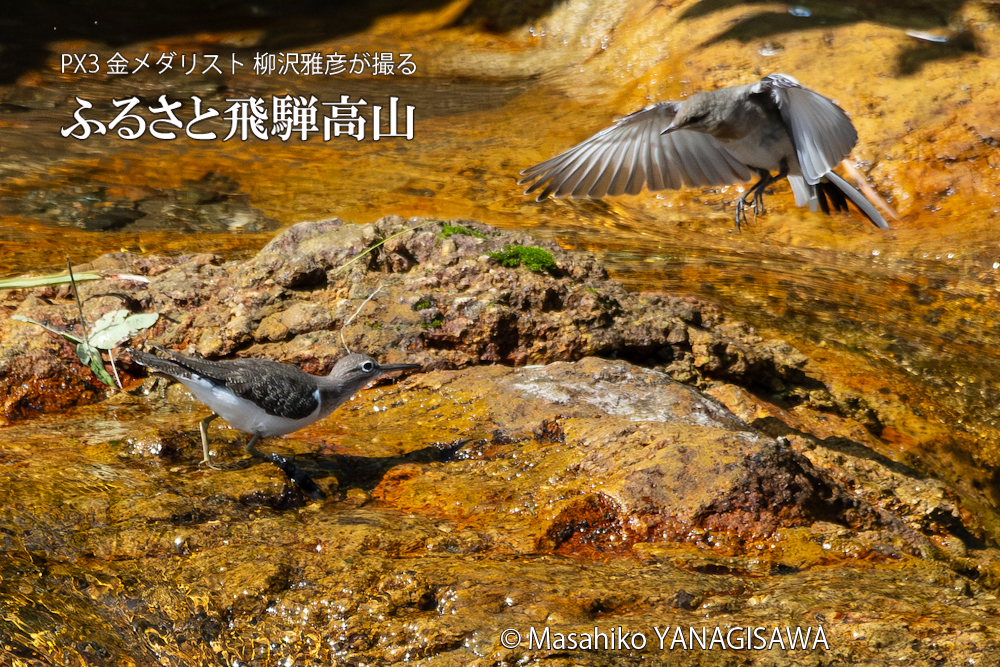 夏の飛騨高山(イソシギ×ハクセキレイ)　撮影・柳沢雅彦