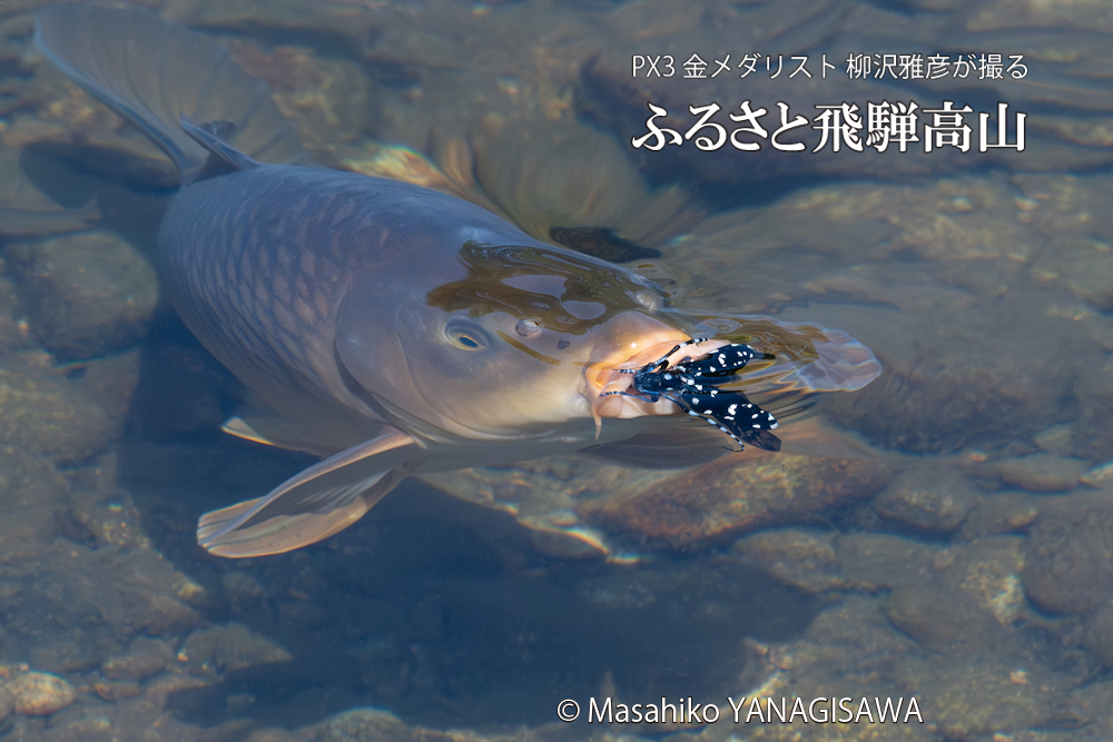 夏の飛騨高山(コイに吸い込まれそうになって必死で抵抗するゴマダラカミキリ)　撮影・柳沢雅彦