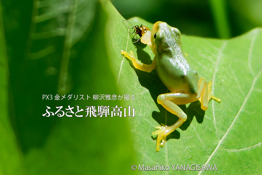 夏の飛騨高山(獲物を狙うアマガエル)　撮影・柳沢雅彦