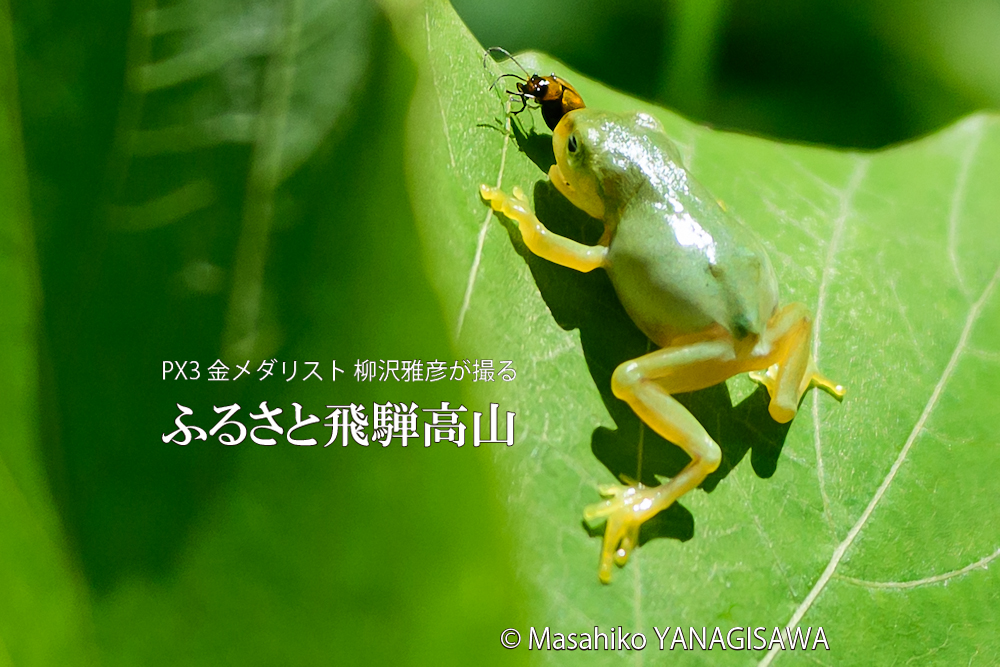 夏の飛騨高山(獲物を狙うアマガエル)　撮影・柳沢雅彦