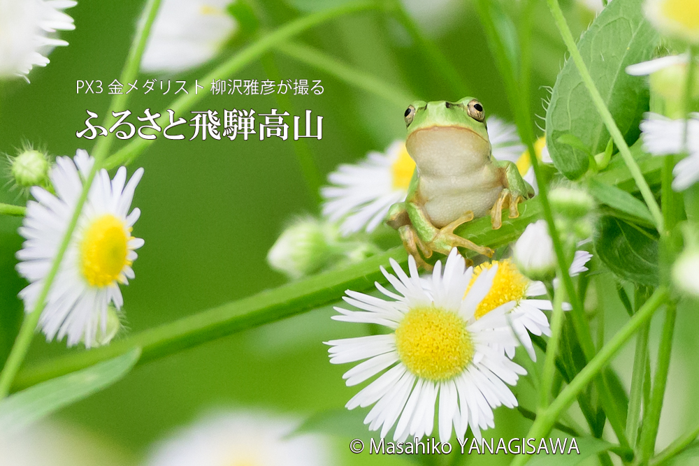 夏の飛騨高山(アマガエル)　撮影・柳沢雅彦