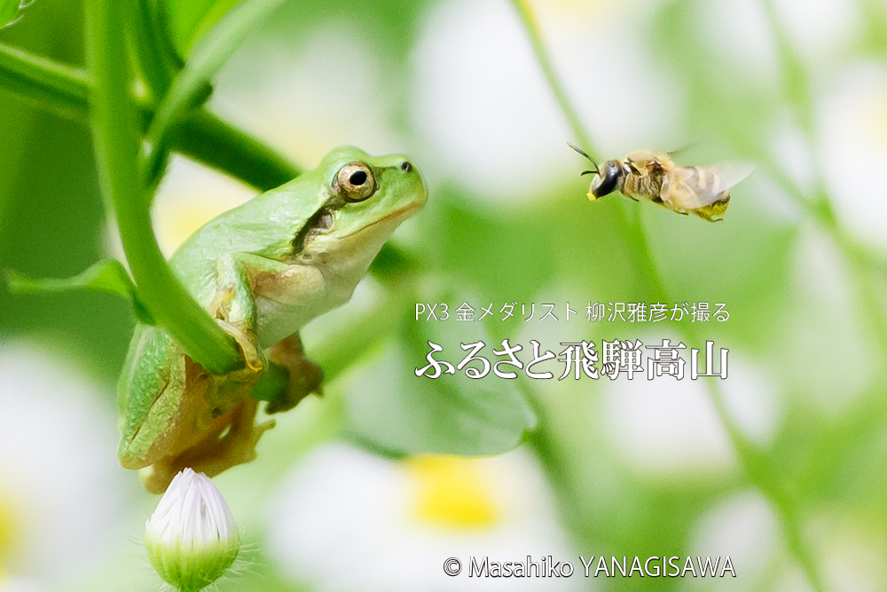 夏の飛騨高山(ミツバチとにらめっこするアマガエル)　撮影・柳沢雅彦