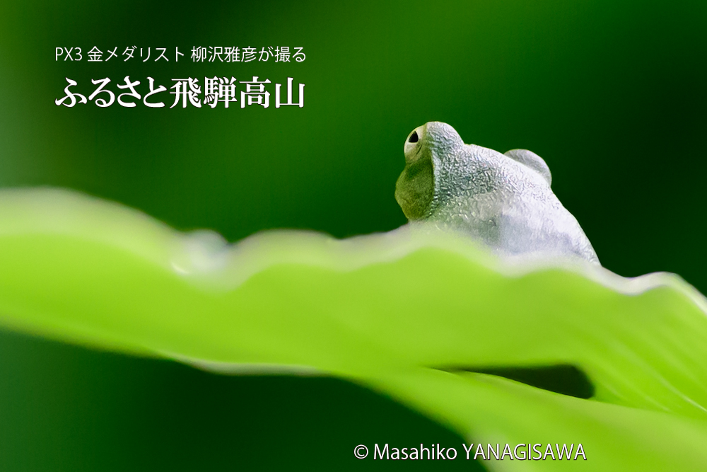 夏の飛騨高山(アマガエル)　撮影・柳沢雅彦