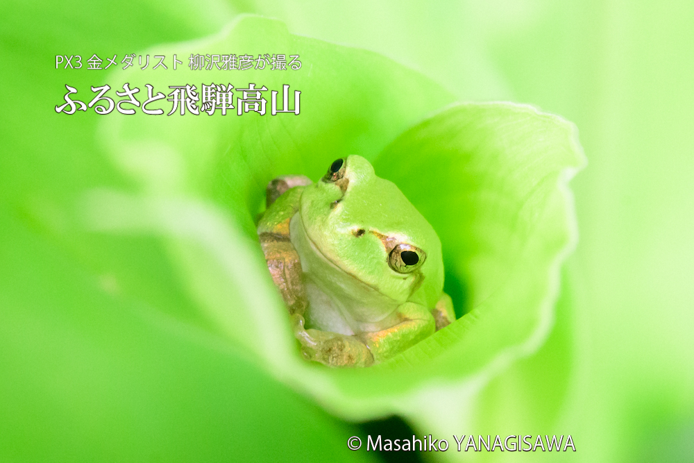 夏の飛騨高山(アマガエル)　撮影・柳沢雅彦