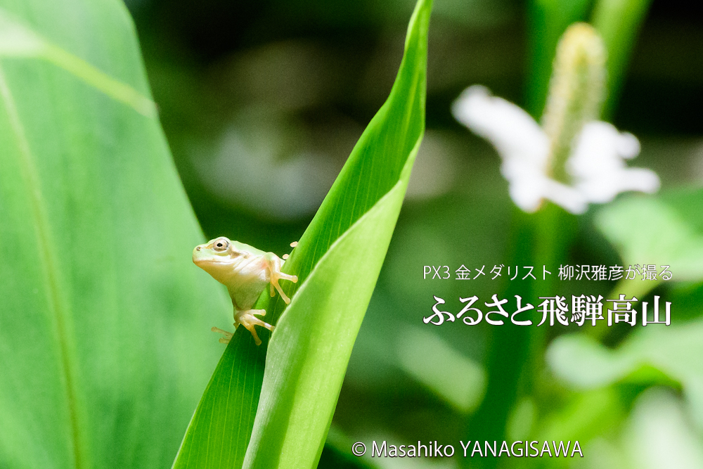 夏の飛騨高山(アマガエル)　撮影・柳沢雅彦