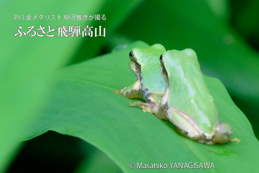 夏の飛騨高山(アマガエル)　撮影・柳沢雅彦