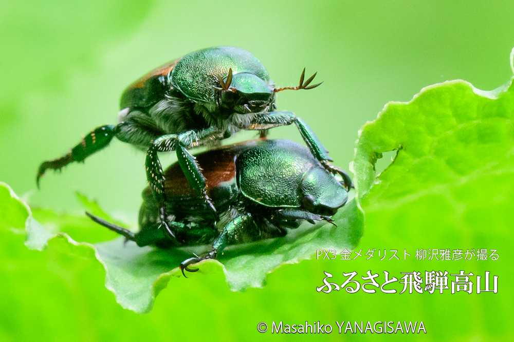 夏の飛騨高山(マメコガネ)　撮影・柳沢雅彦