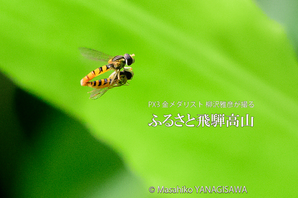 夏の飛騨高山(ヒラタアブ)　撮影・柳沢雅彦