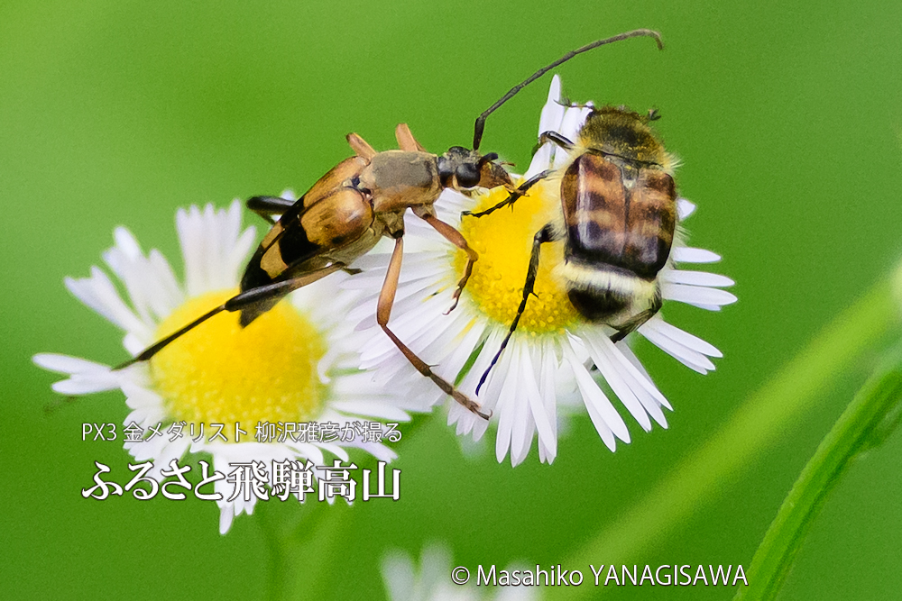 夏の飛騨高山(フタスジハナカミキリ×ヒメトラハナムグリ)　撮影・柳沢雅彦