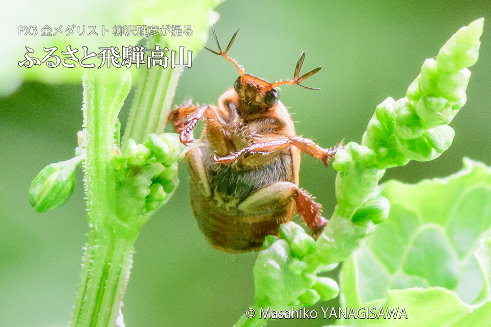 夏の飛騨高山(セマダラコガネ)　撮影・柳沢雅彦