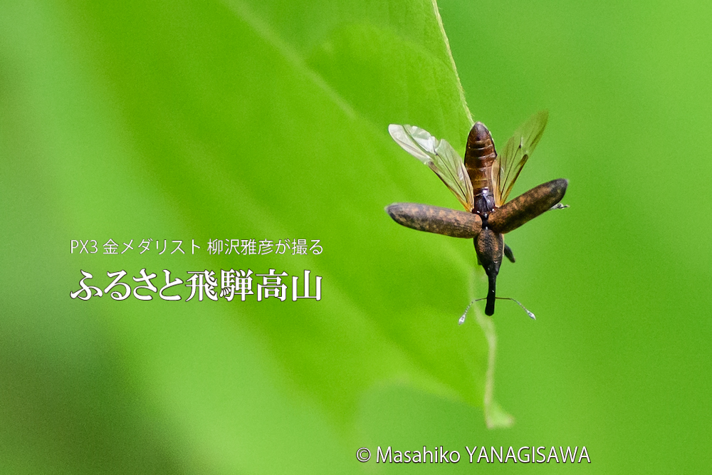 夏の飛騨高山(コメツキムシ)　撮影・柳沢雅彦