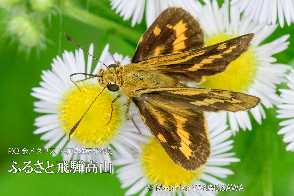 夏の飛騨高山(キマダラセセリ)　撮影・柳沢雅彦