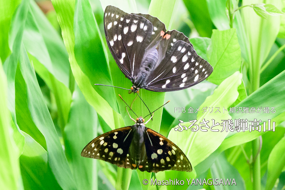 夏の飛騨高山(オオムラサキ)　撮影・柳沢雅彦