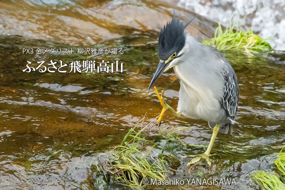 夏の飛騨高山(ササゴイ)　撮影・柳沢雅彦