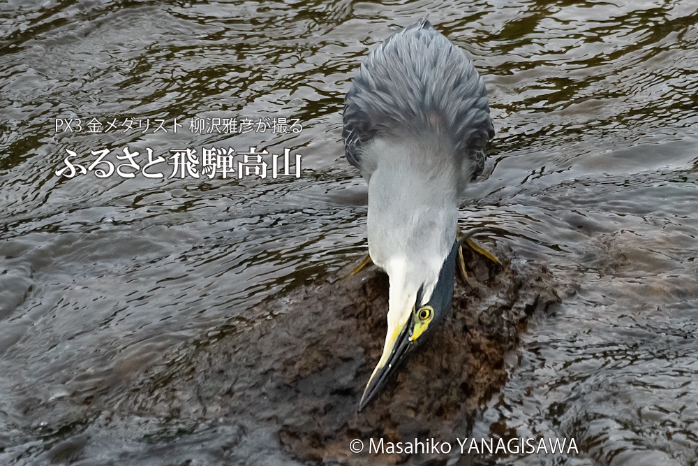 夏の飛騨高山(ササゴイ)　撮影・柳沢雅彦