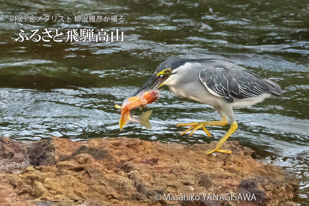 夏の飛騨高山(ササゴイ)　撮影・柳沢雅彦