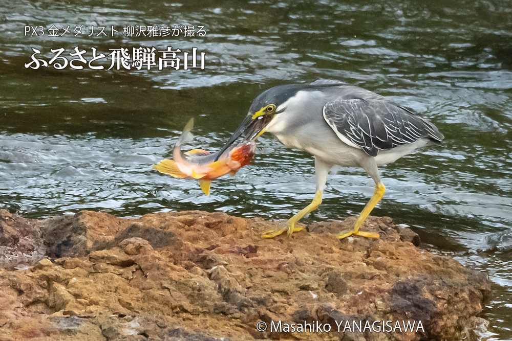 夏の飛騨高山(ササゴイ)　撮影・柳沢雅彦