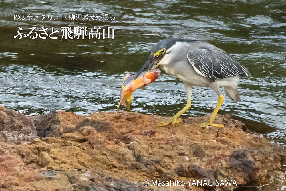 夏の飛騨高山(ササゴイ)　撮影・柳沢雅彦