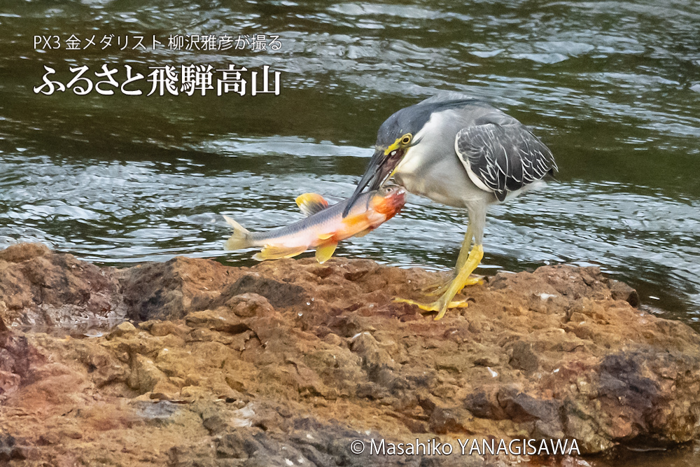 夏の飛騨高山(ササゴイ)　撮影・柳沢雅彦