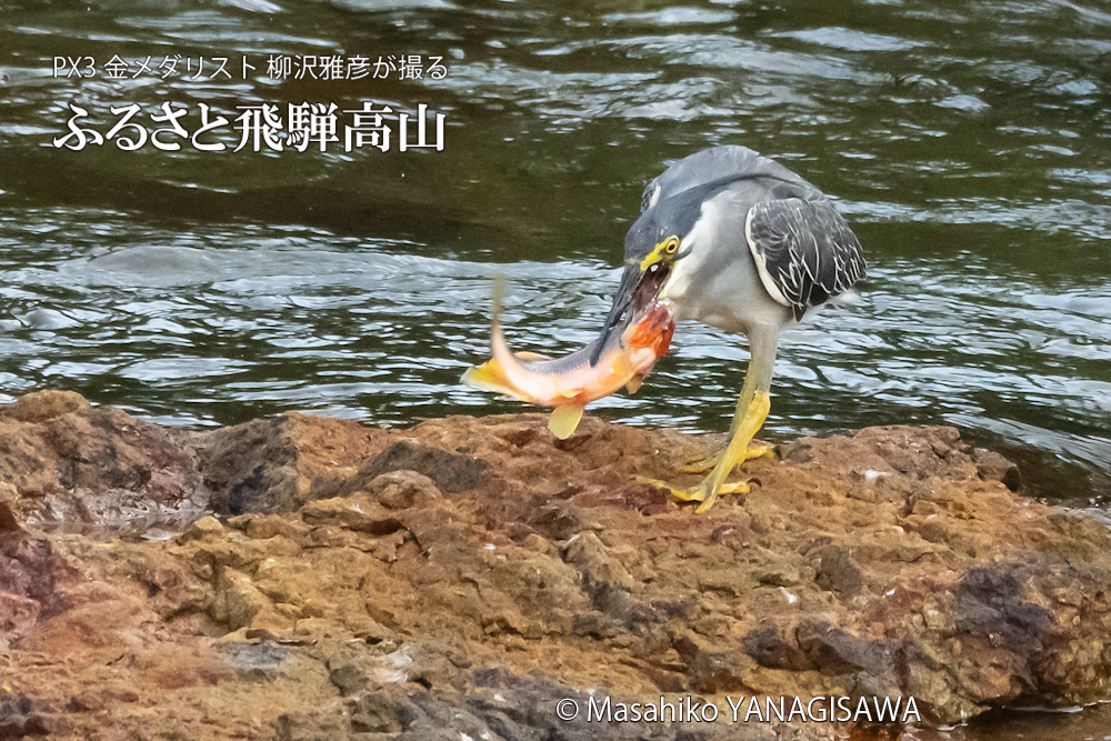 夏の飛騨高山(ササゴイ)　撮影・柳沢雅彦