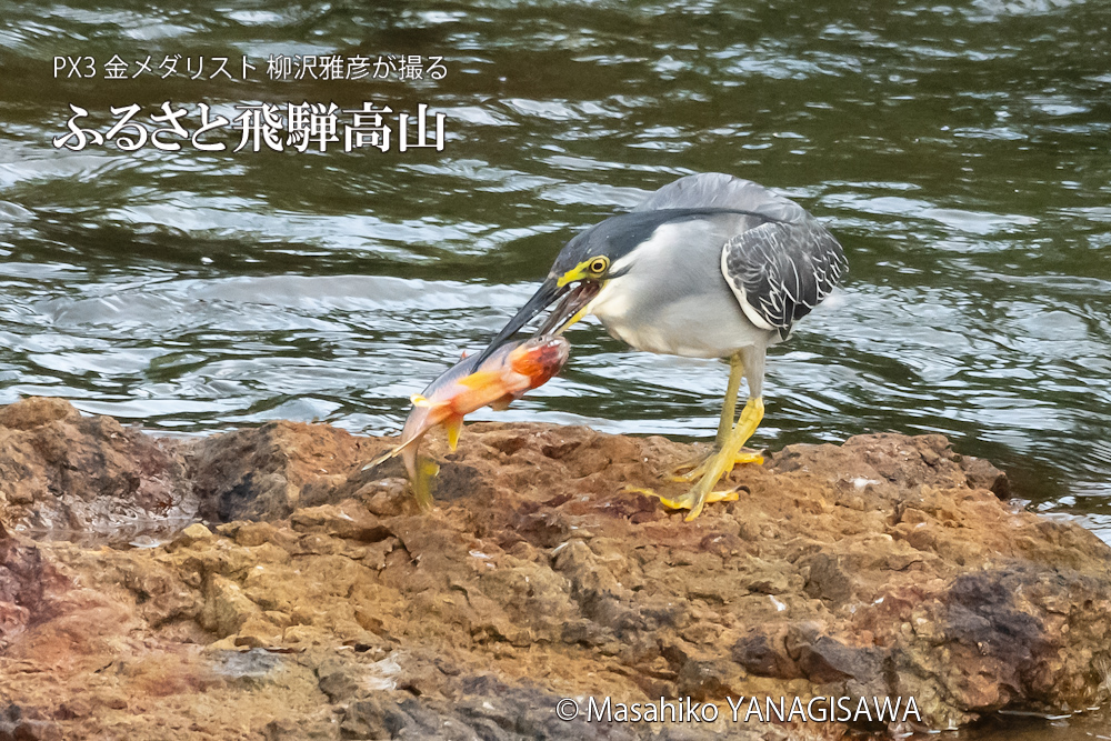 夏の飛騨高山(ササゴイ)　撮影・柳沢雅彦