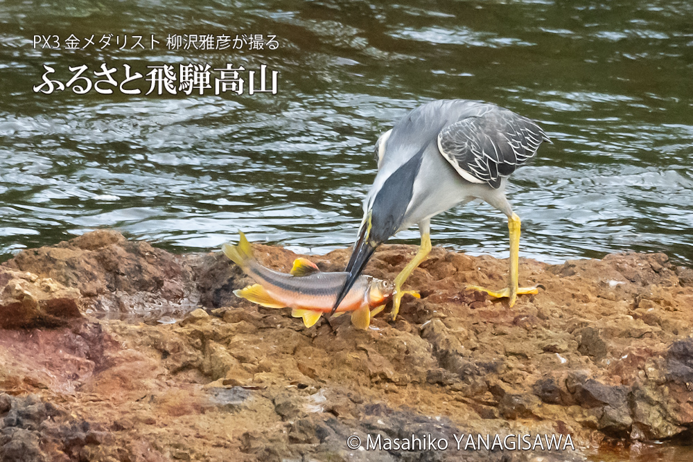 夏の飛騨高山(ササゴイ)　撮影・柳沢雅彦