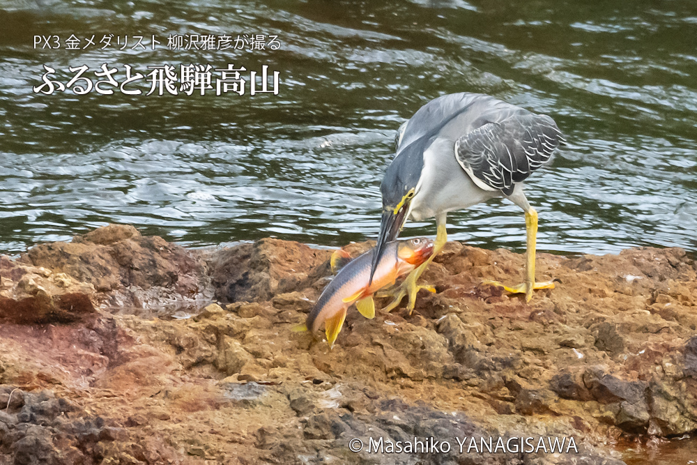 夏の飛騨高山(ササゴイ)　撮影・柳沢雅彦