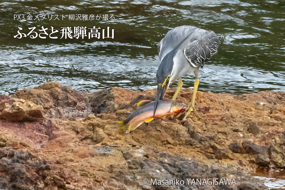 夏の飛騨高山(ササゴイ)　撮影・柳沢雅彦