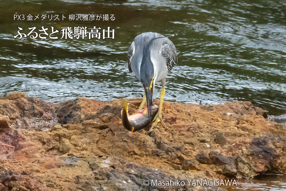 夏の飛騨高山(ササゴイ)　撮影・柳沢雅彦