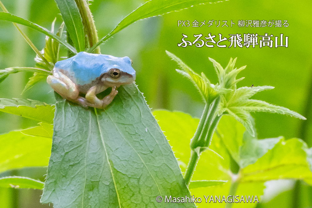 夏の飛騨高山(「幸せを呼ぶ」といわれる水色のアマガエル)　撮影・柳沢雅彦