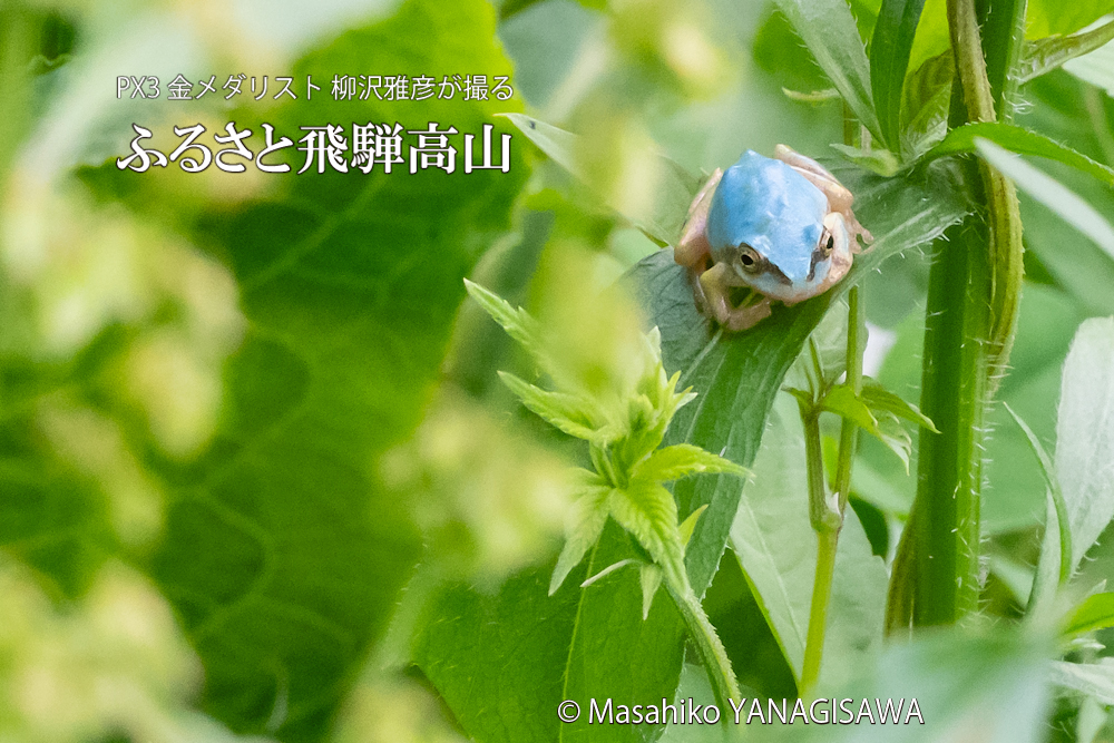 夏の飛騨高山(「幸せを呼ぶ」といわれる水色のアマガエル)　撮影・柳沢雅彦