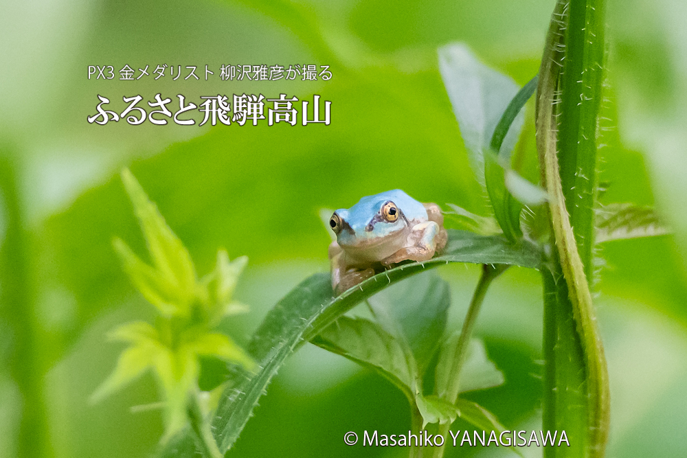 夏の飛騨高山(「幸せを呼ぶ」といわれる水色のアマガエル)　撮影・柳沢雅彦